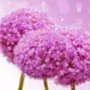 Meet your Posher, Tova